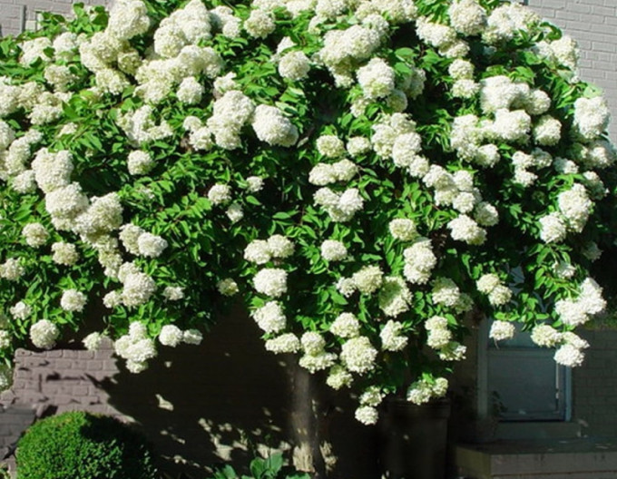 Hortensie Grandiflora