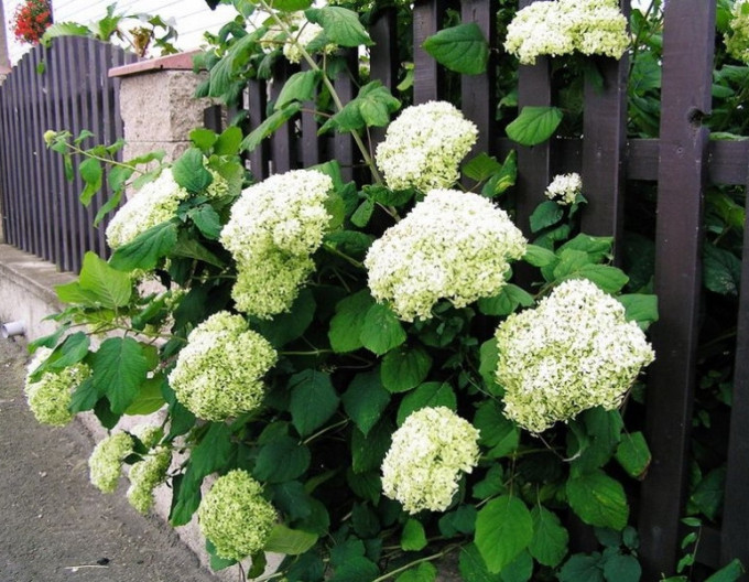 Hortensie Grandiflora