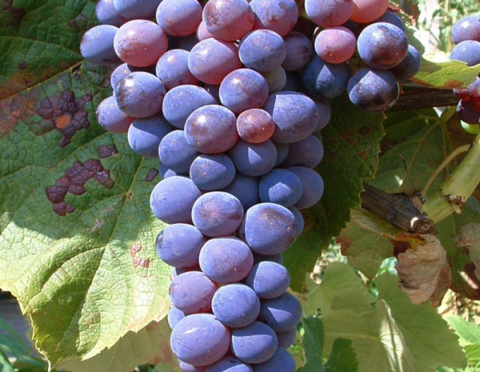 Tafeltrauben Venus, 2l