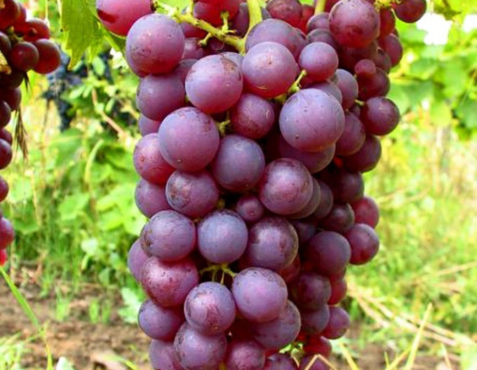 Tafeltrauben Chrupka rose, 2l