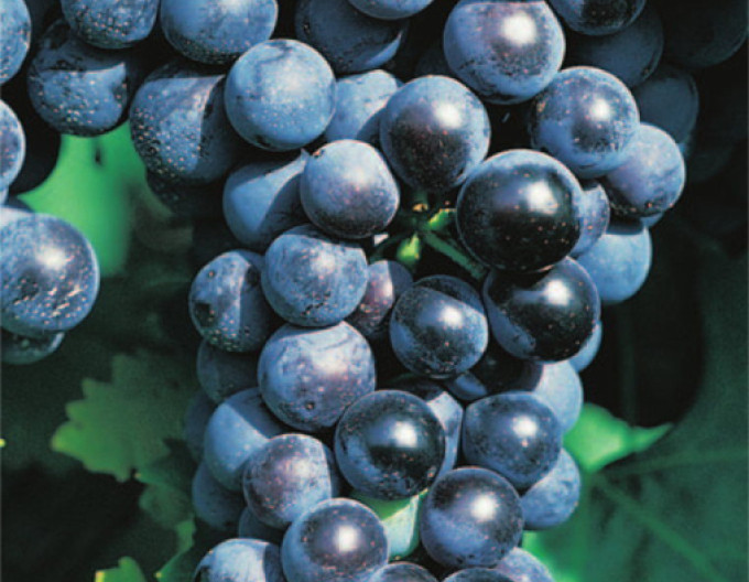 Tafeltraubenrebe Muscat Blue, 2l Cont.