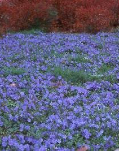 Jungfernkraut (vinca minor)