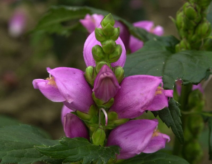 Chelone Obliqua