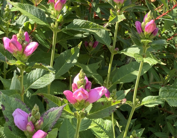 Chelone Obliqua