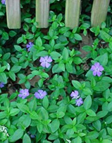 Jungfernkraut (vinca minor)
