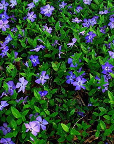 Jungfernkraut (vinca minor)