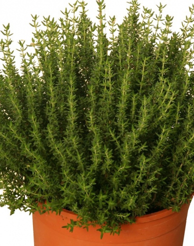 Thymian