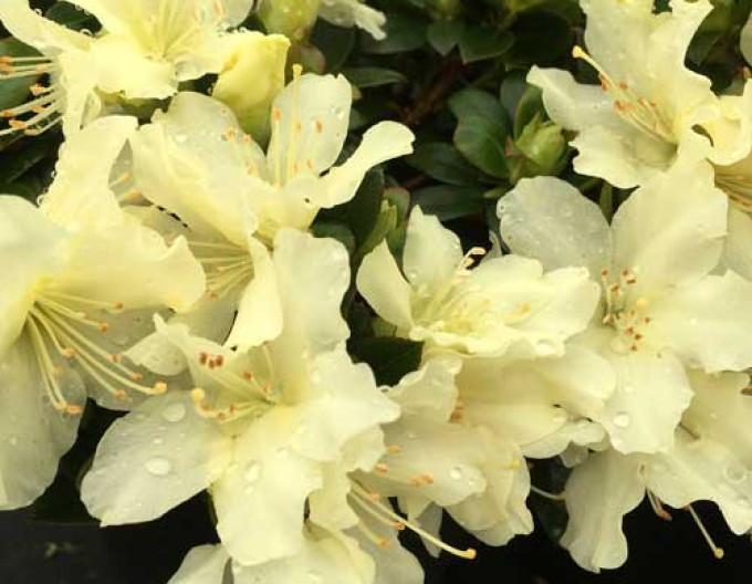 Rhododendron Golden Wonder