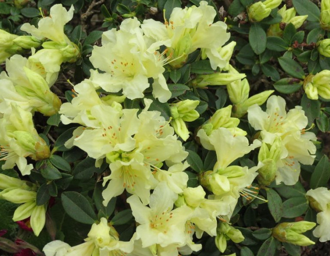 Rhododendron Golden Wonder