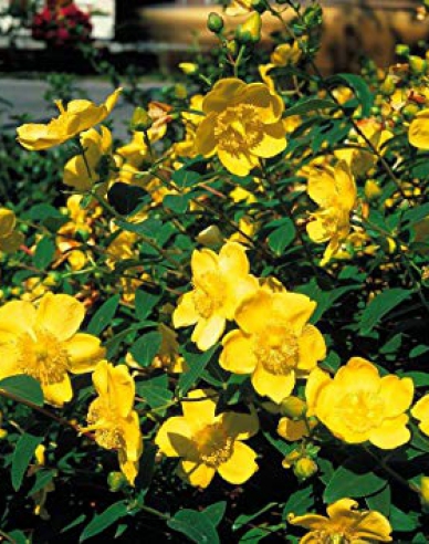 Johanniskraut Hidcote