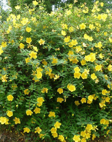 Johanniskraut Hidcote