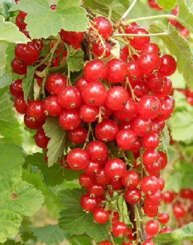 Rote Johannisbeere Junifer Strauch