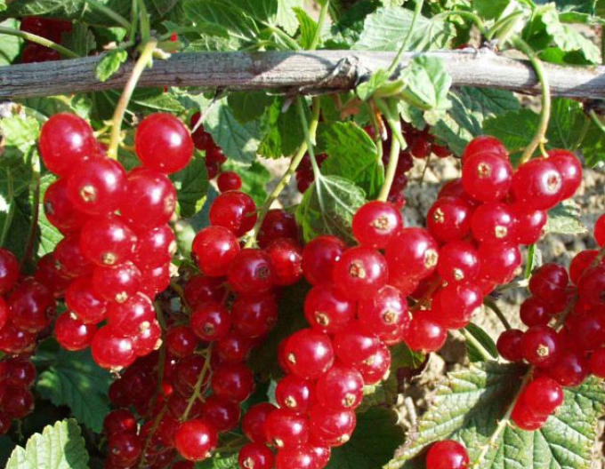 Rote Johannisbeere Rovada KER