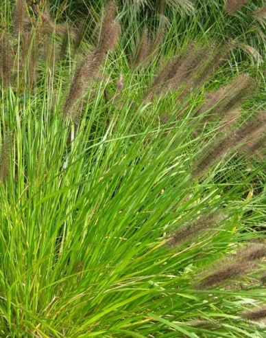 Immergrünes Veilchen Viridescens