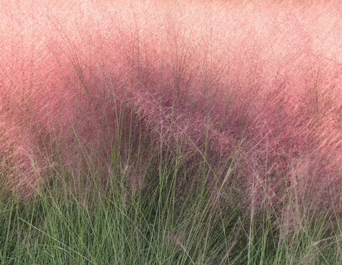 Muhlenbergia capillaris Rosa Wolke
