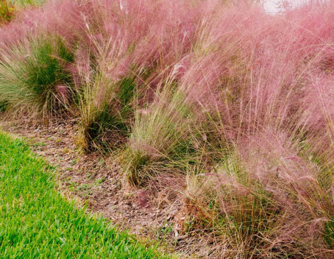Muhlenbergia capillaris Rosa Wolke