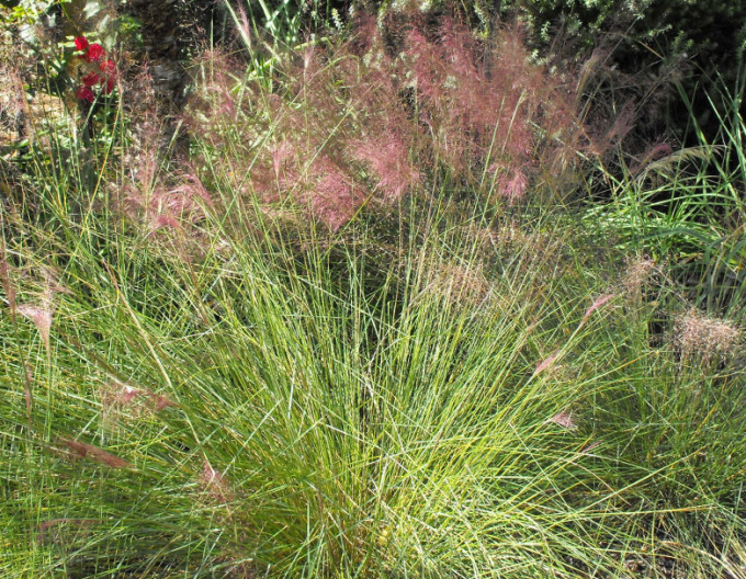 Muhlenbergia capillaris Rosa Wolke