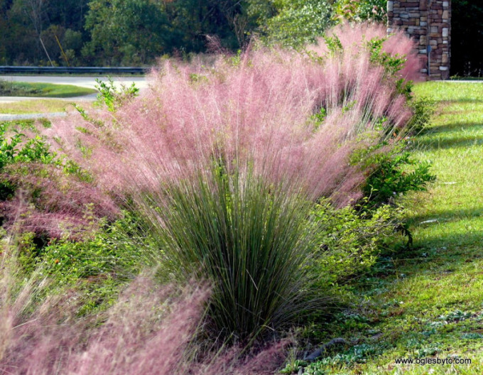 Muhlenbergia capillaris Rosa Wolke