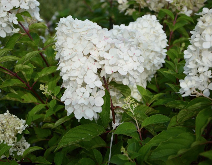Hortensie Grandiflora
