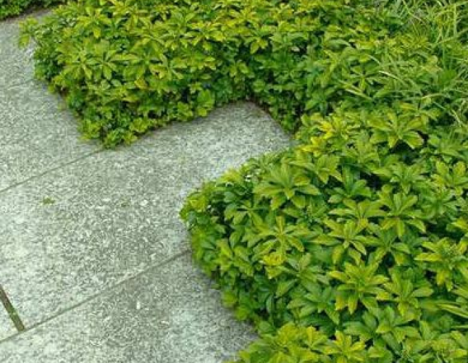 Pachysandra  GREEN CARPET