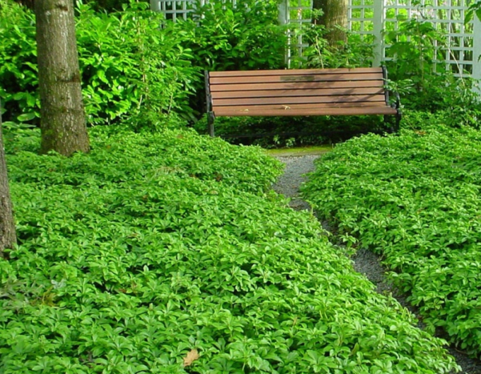 Pachysandra  GREEN CARPET