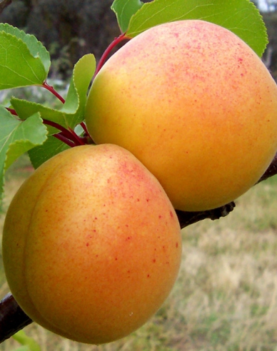 Aprikose Ungarisch auf. Myrobalan, wurzelnackt