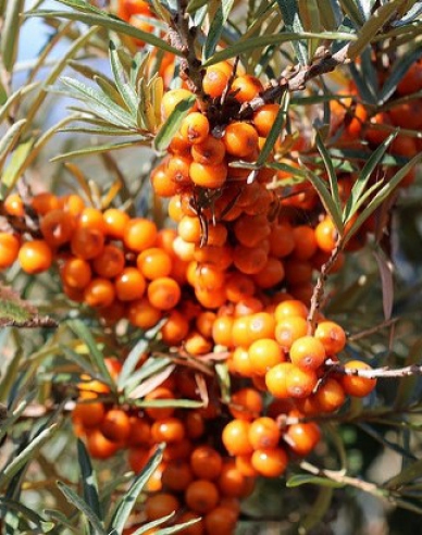 Sanddorn weiblich Krasavica