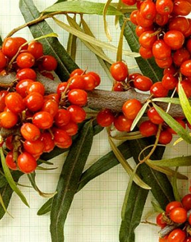 Sanddorn weiblich Aromat