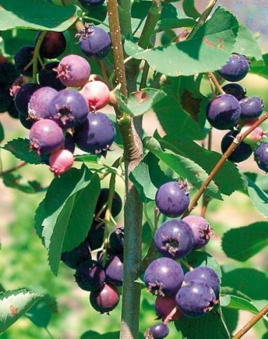 Felsenbirne  Prinz-William