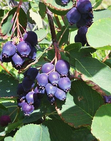 Felsenbirne  Prinz-William