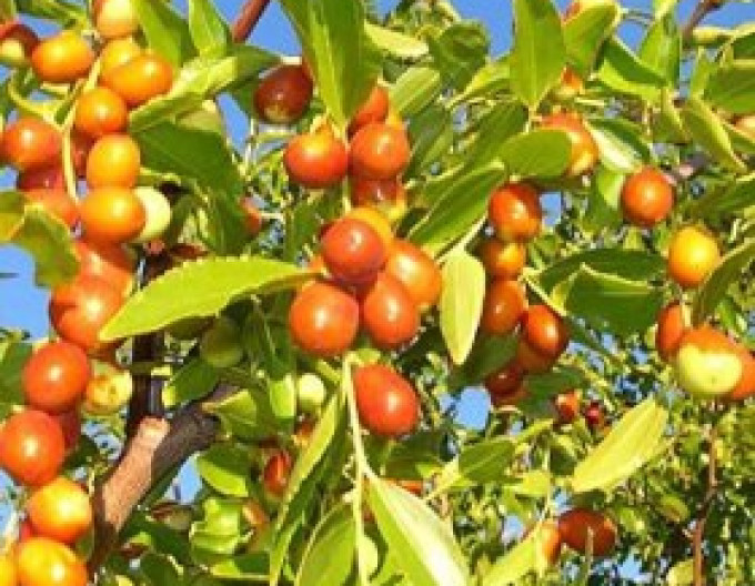 Ziziphus Jujuba Lang 10-15cm