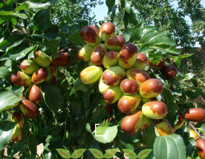 Ziziphus Jujuba Lang 10-15cm