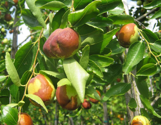 Ziziphus Jujuba Li 10-15cm
