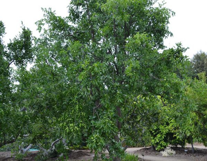 Ziziphus Jujuba Li 10-15cm