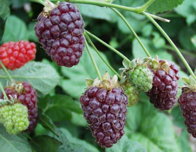 Himbeere - Brombeere Buckingham Tayberry