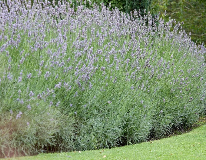Lavendel "Grosso" 1L