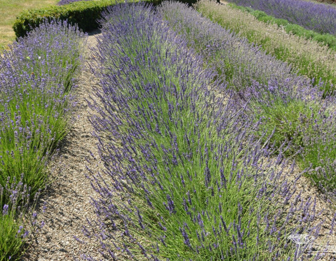 Lavendel "Grosso" 1L