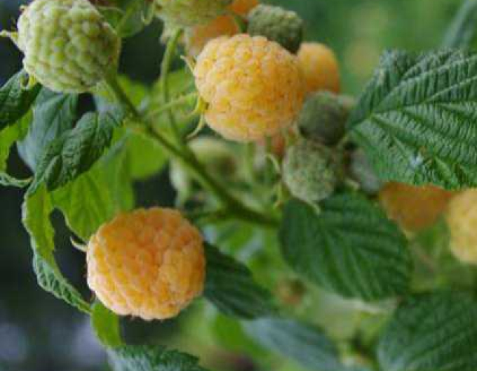 Gelbe Himbeere Golden Everest