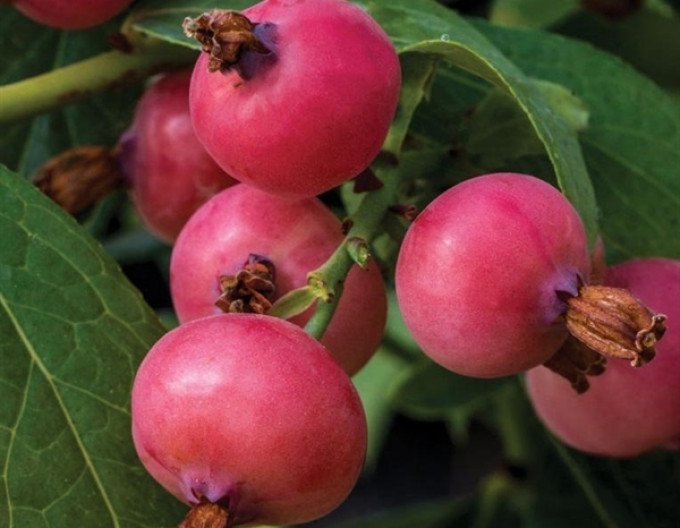 Kanadische Heidelbeere Pink Lemonade
