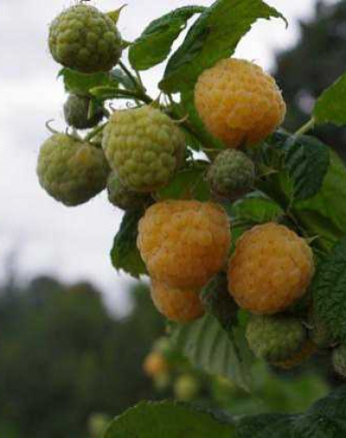 Gelbe Himbeere Golden Everest