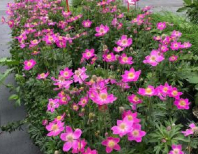 Anemone ´Little Breeze Kiss´