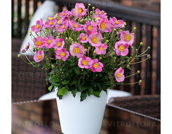 Anemone ´Little Breeze Kiss´