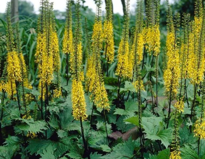 Ligularia