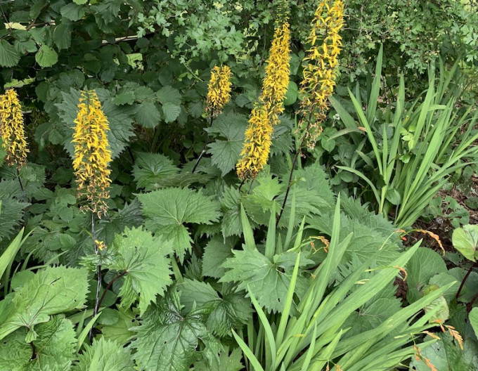 Ligularia