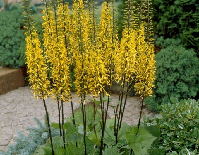 Ligularia