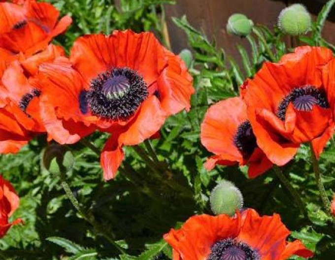 Östlicher Mohn ´Beauty of Livermere´