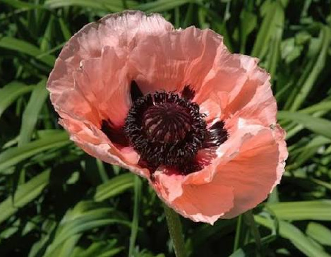 Ostmohn Prinzessin Victoria Louise