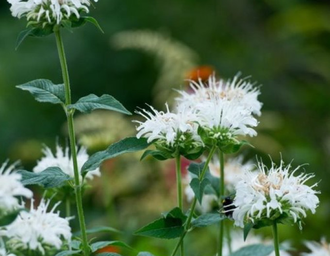 Indianernessel  Bee-Bright
