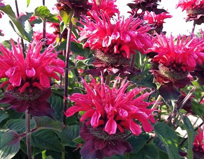 Indianernessel  Bee-Happy