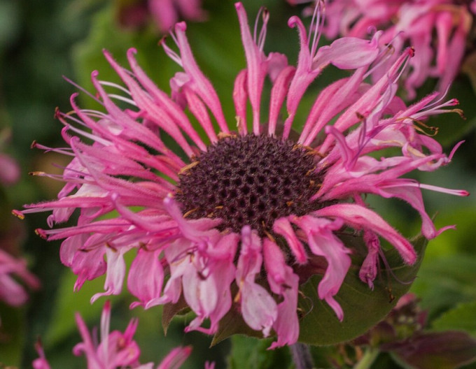 Indianernessel Bee-Lieve